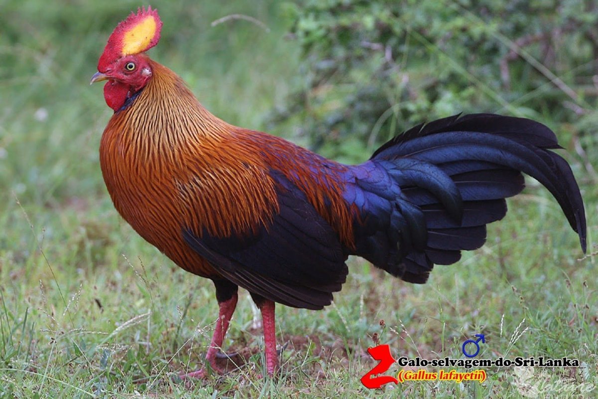 Люйкенданьцзы порода кур