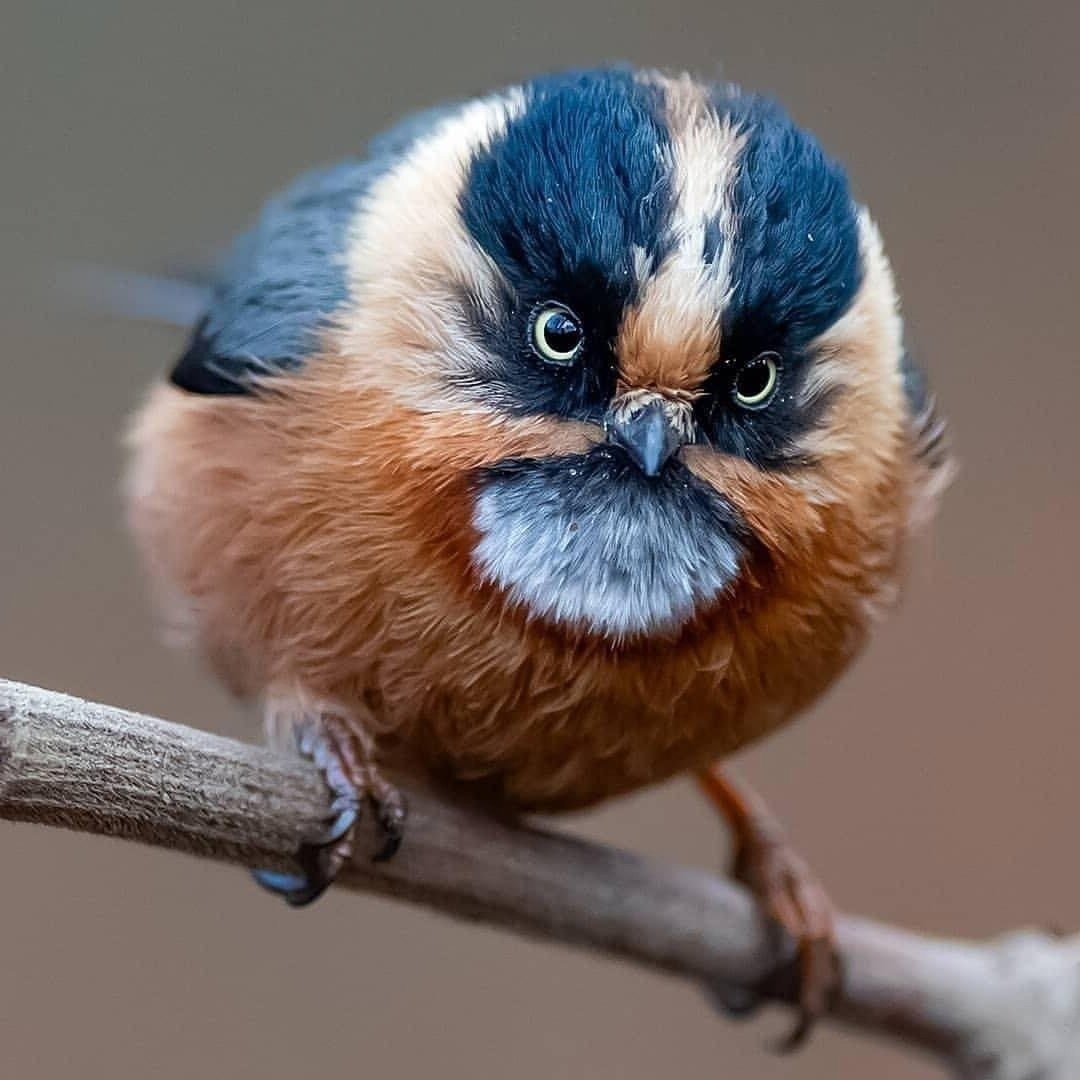 Орленок птенец