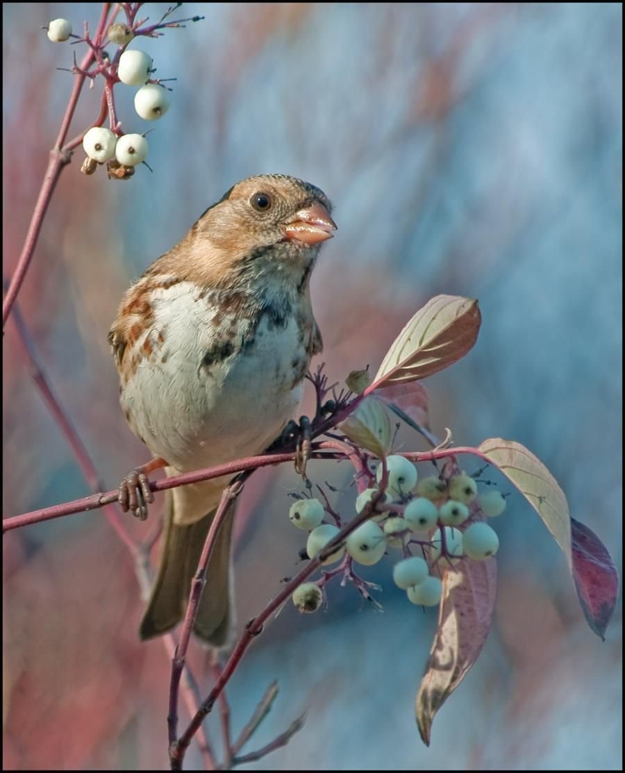 Поздняя пташка