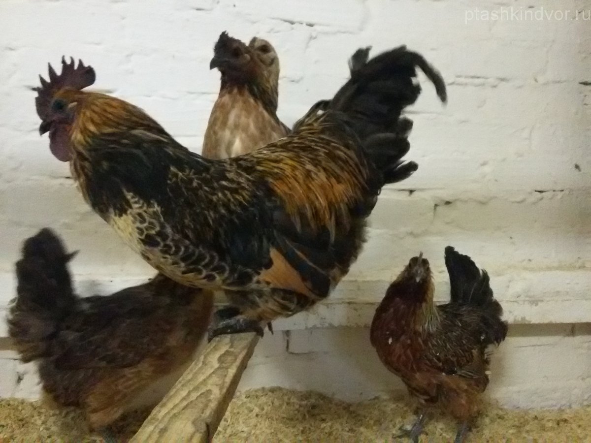 Австралорп, Брама, кохинхин, Маран