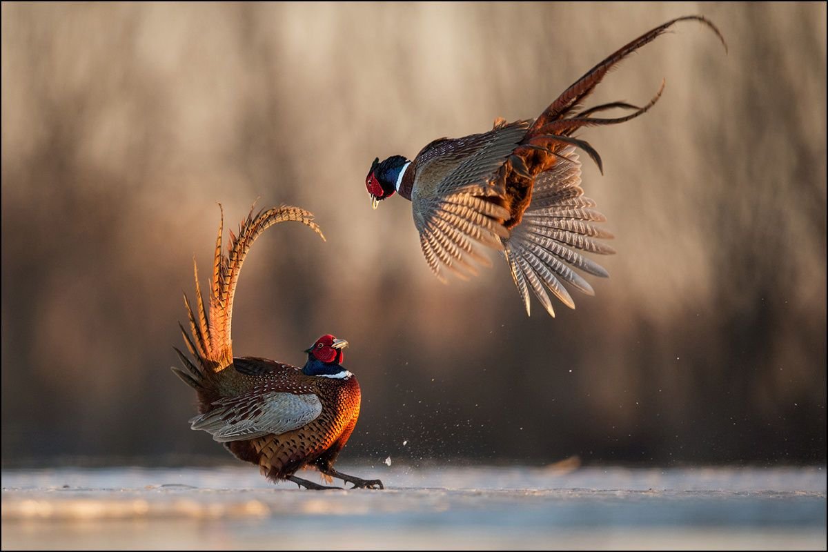 Птицы в саду