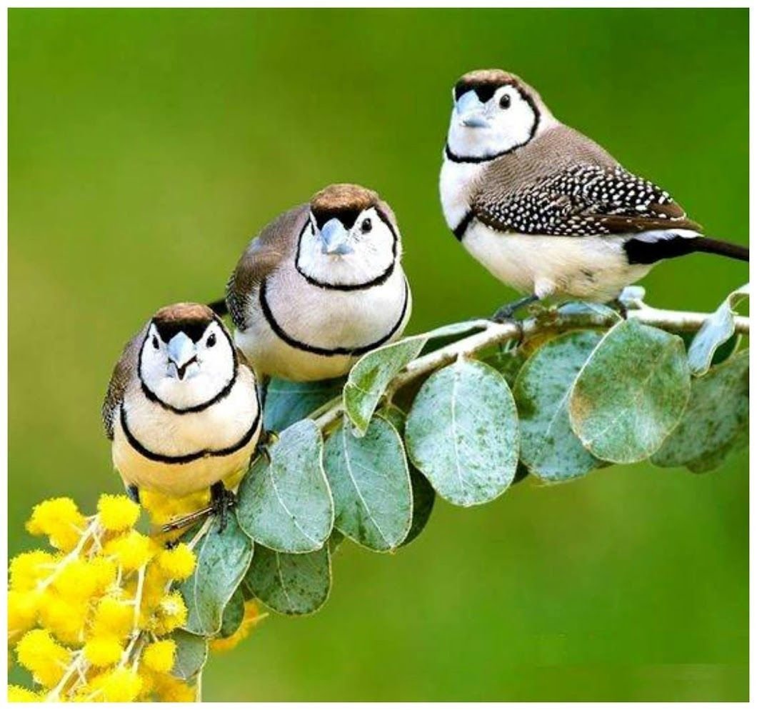 Птички в гнезде