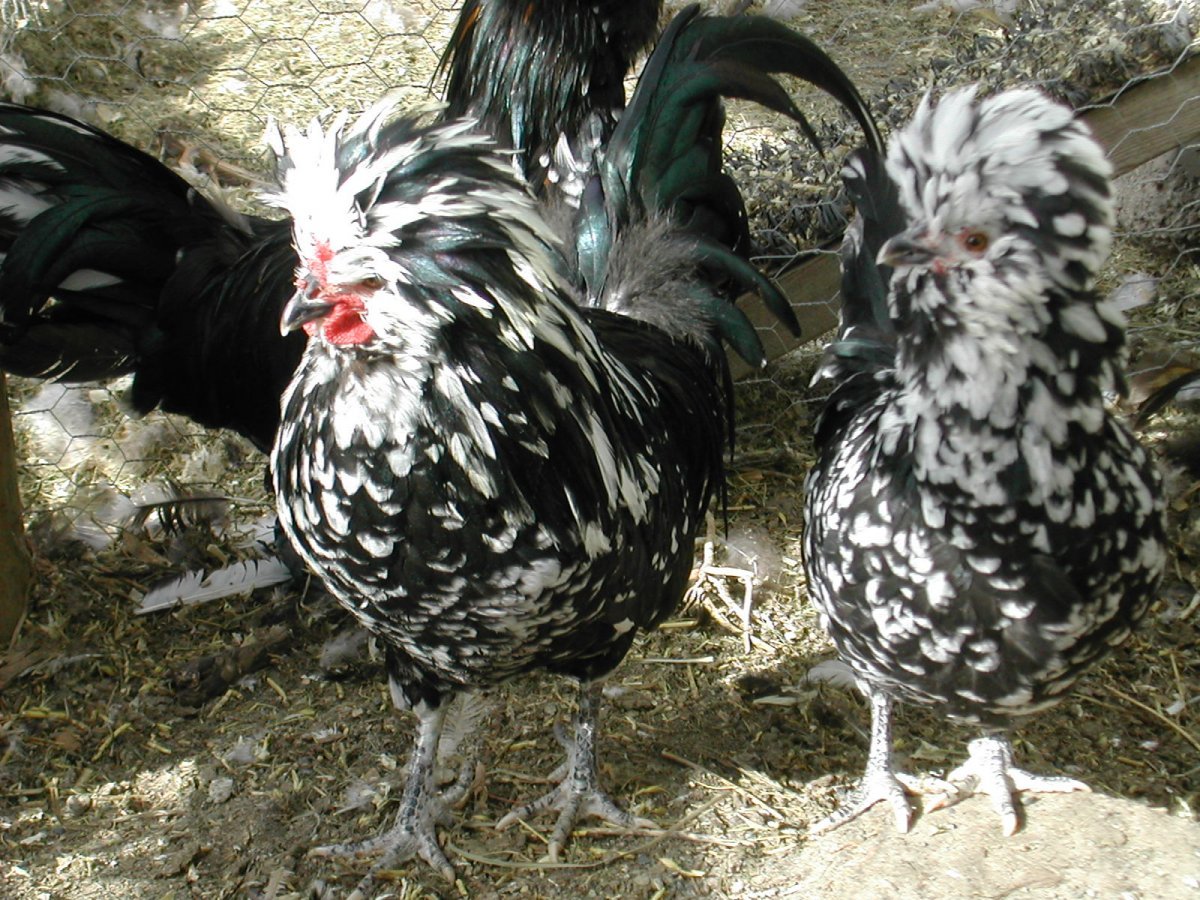 Куры породы Лакеданзи