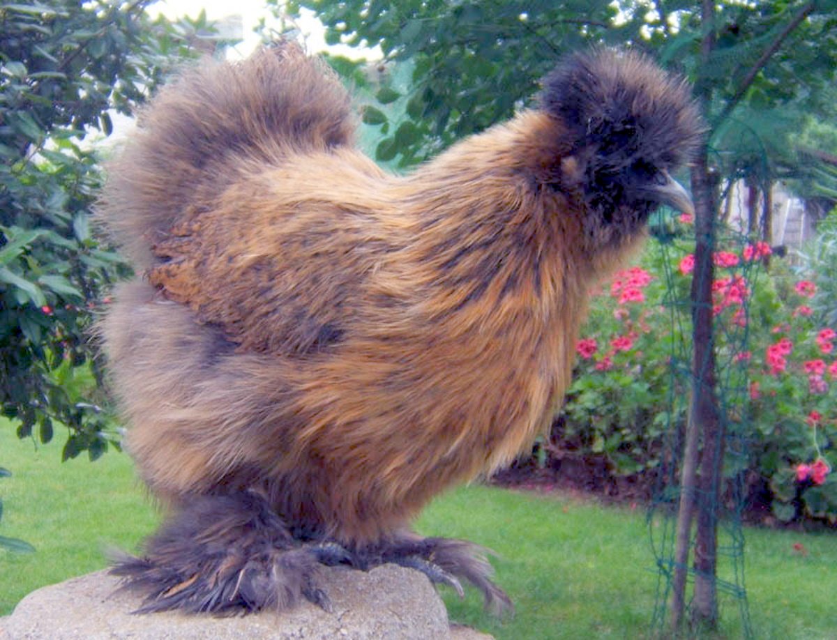 Китайская шелковая Сплеш