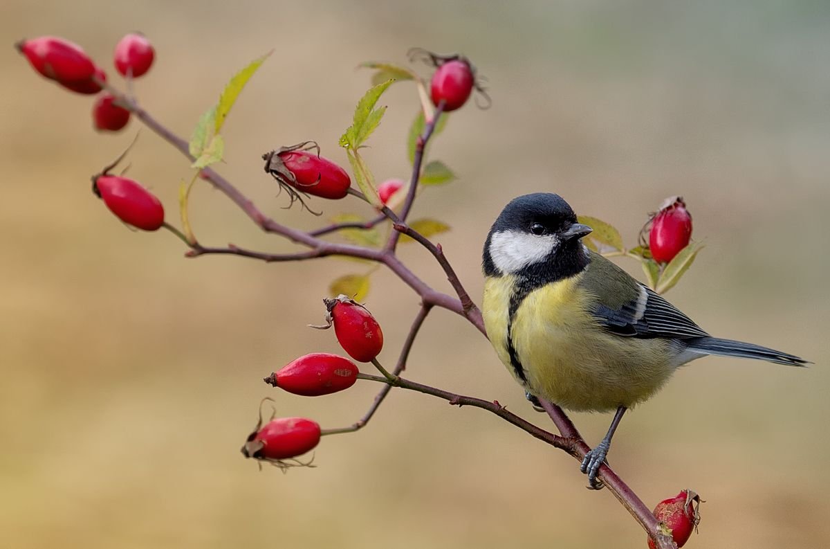 Орнамент птицы