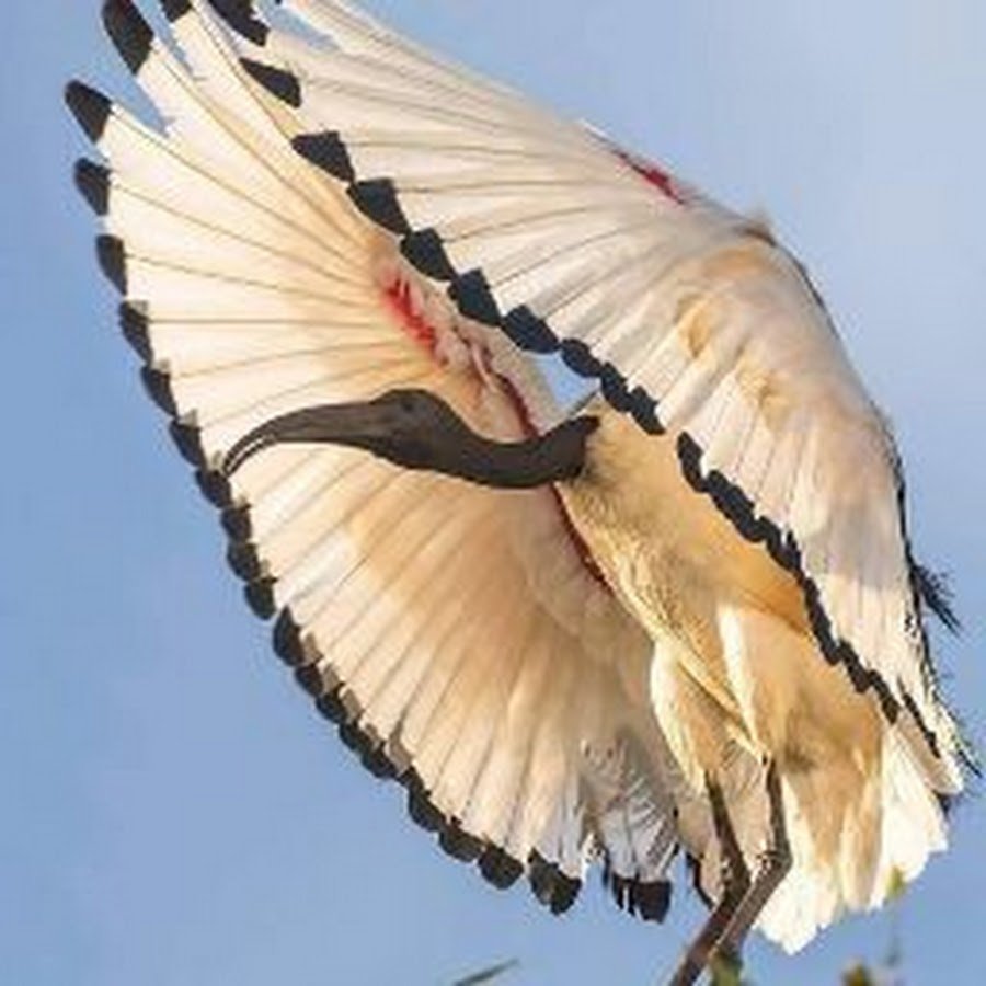 Сорока трещит