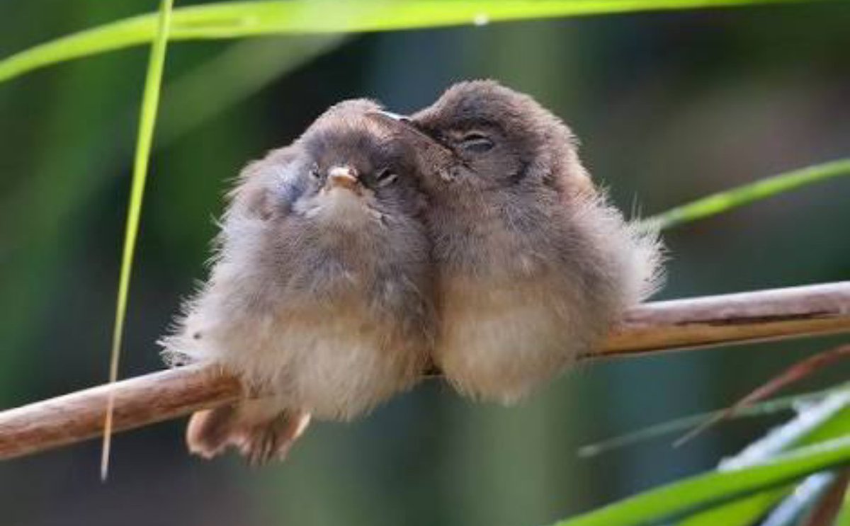 Экзотические птицы в полете