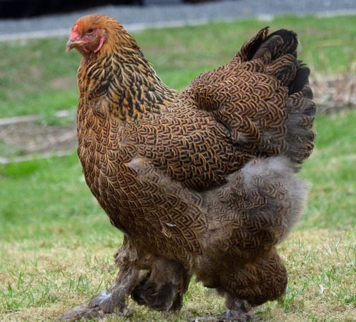 Пекинская бентамка