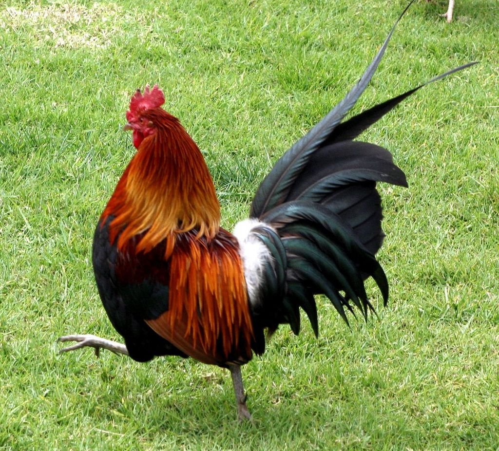 Лакенфельдер порода кур