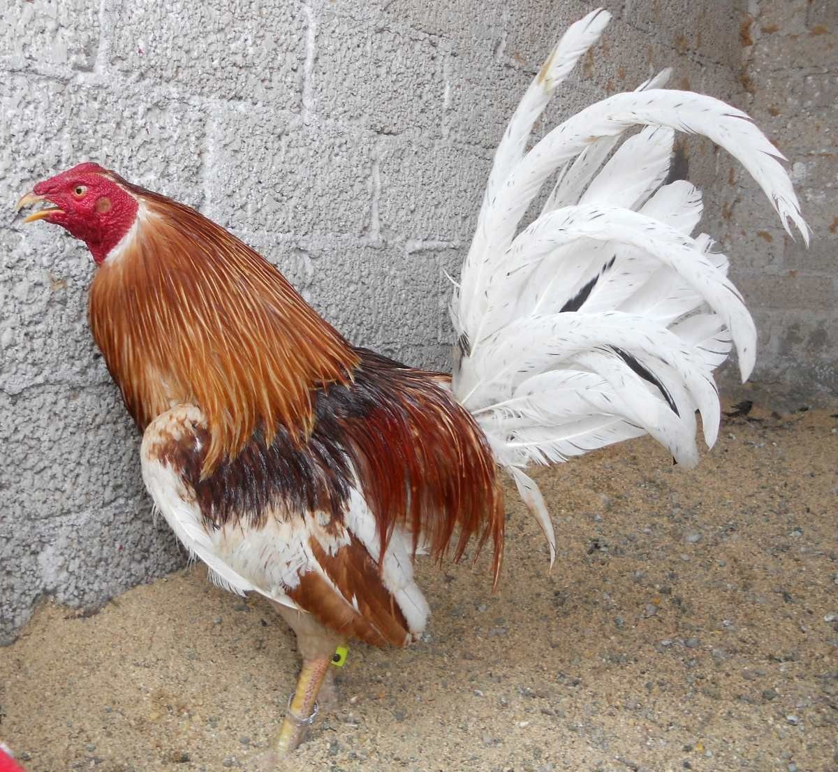 Китайская шелковая куропатчатая