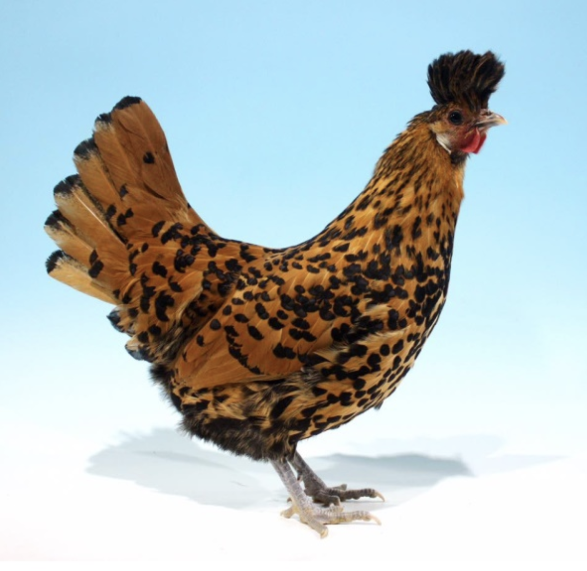 Орпингтоны куры