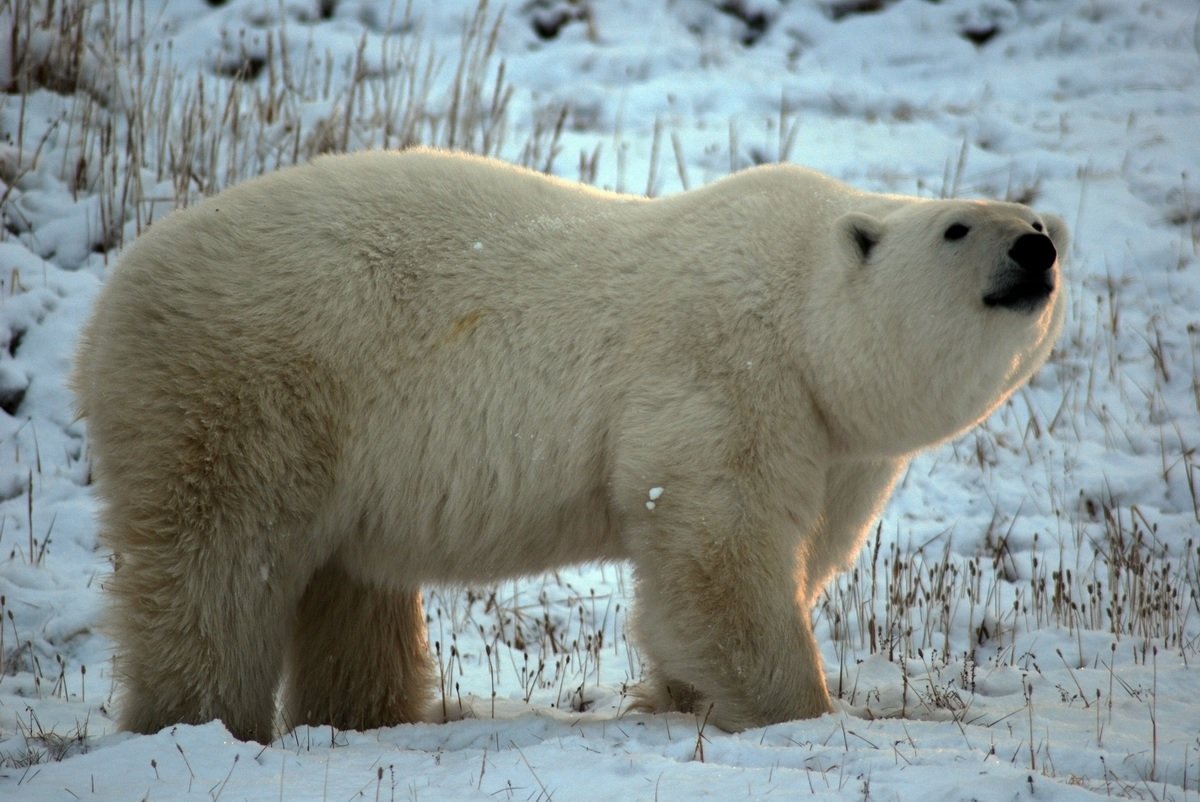 Какие животные есть в якутии. Животные Республики Саха Якутия. Республика Саха Якутия белый медведь. Медвежьи острова Якутия. Республика Саха Якутия животный мир.