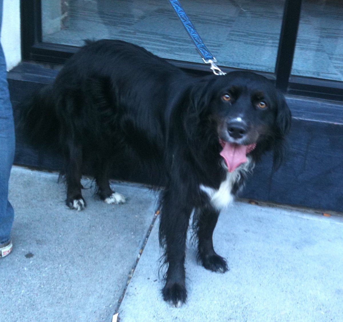 Метис кокер лабрадор