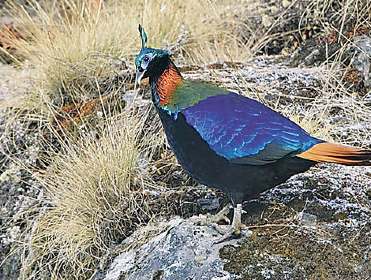 Фазан данфи Гималаи