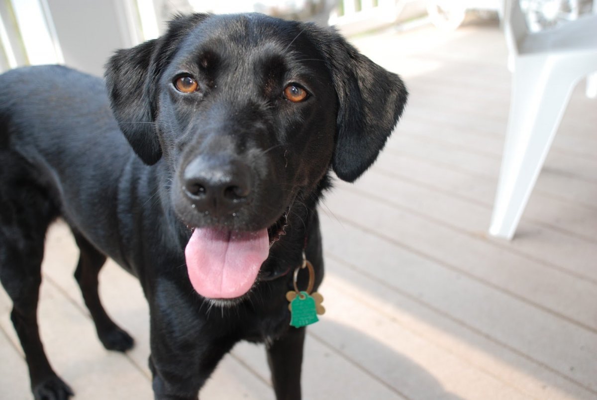 Метис лабрадора и ретривера