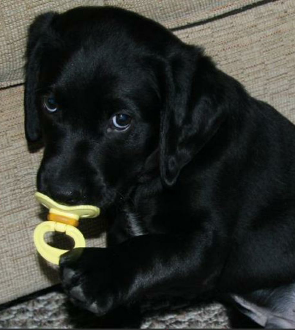 Черный щенок