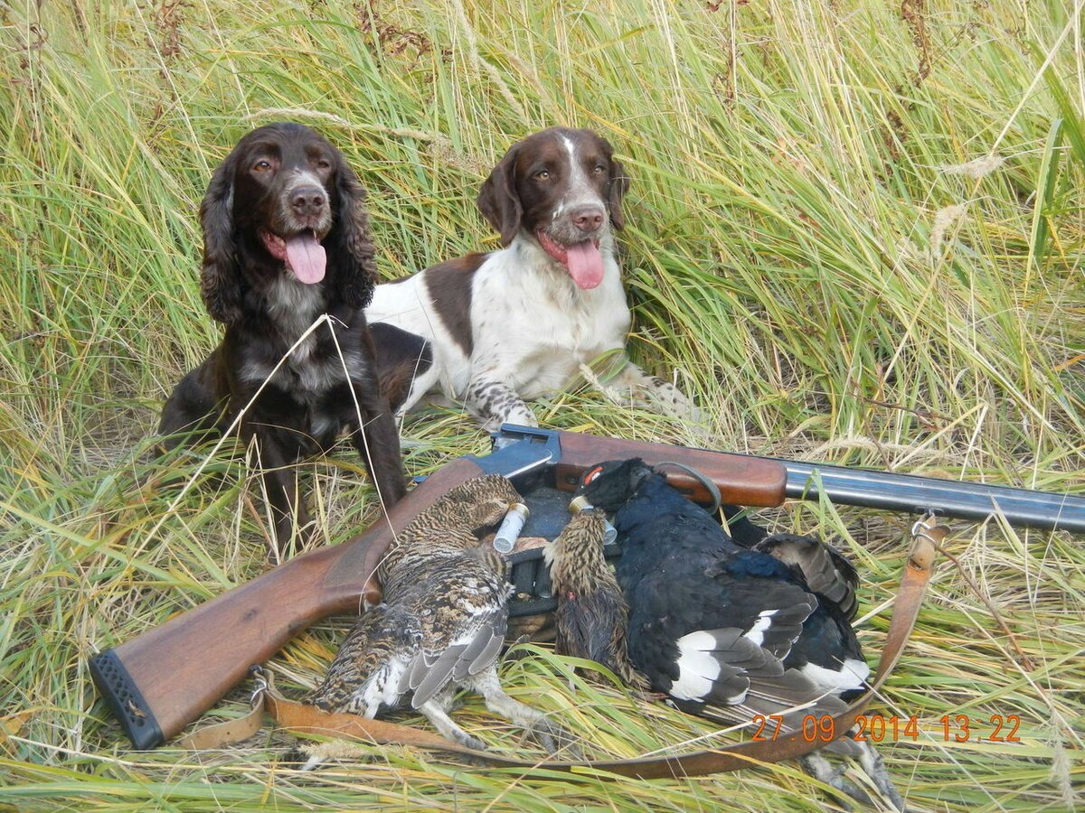 Спрингер спаниель на охоте