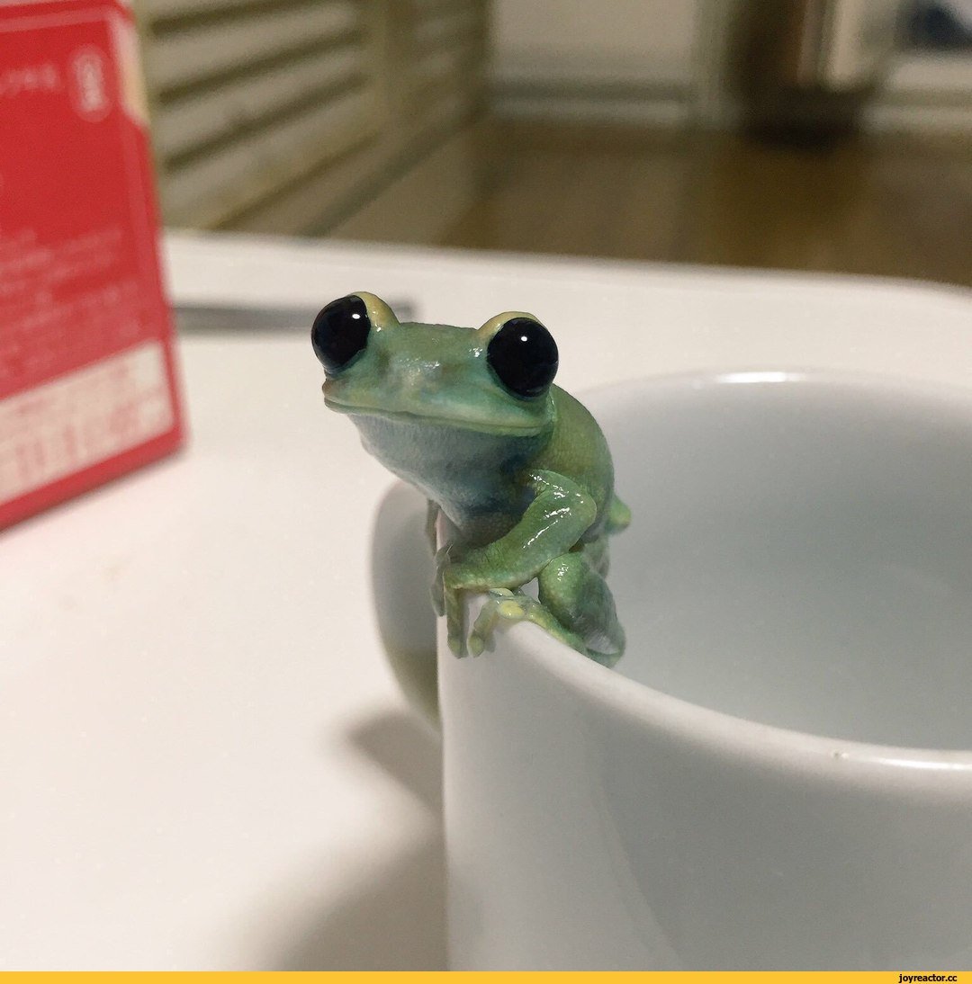 Смешная жаба