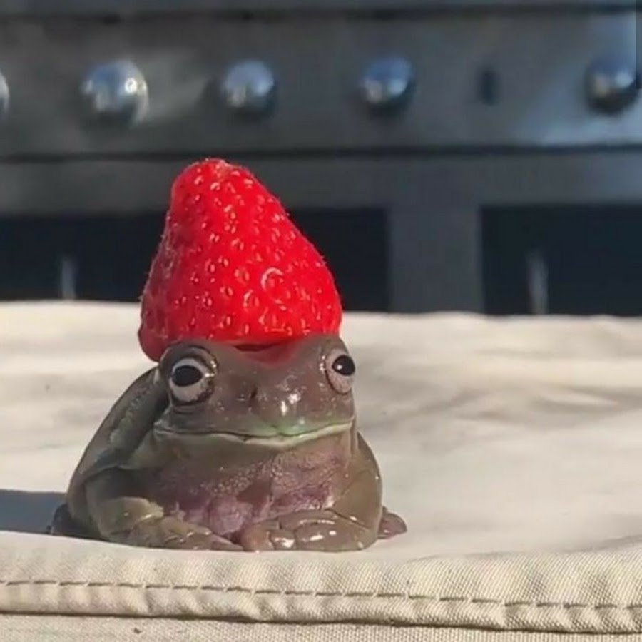 Амазонская молочная лягушка Trachycephalus resinifictrix