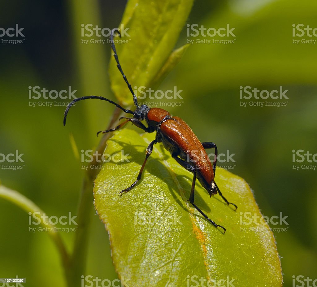 Коричневый усач Жук усач