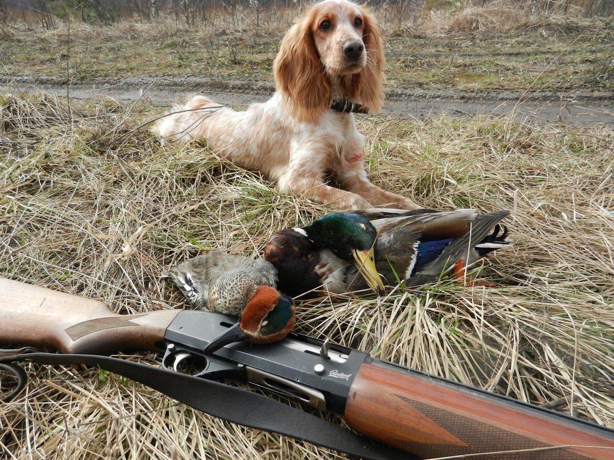 Русский охотничий спаниель с уткой