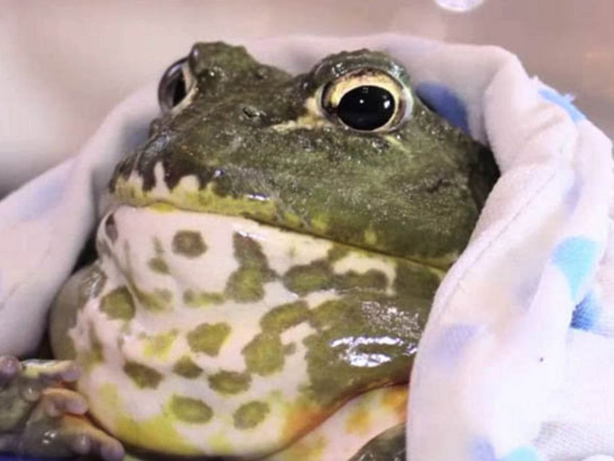 Лягушонок с короной