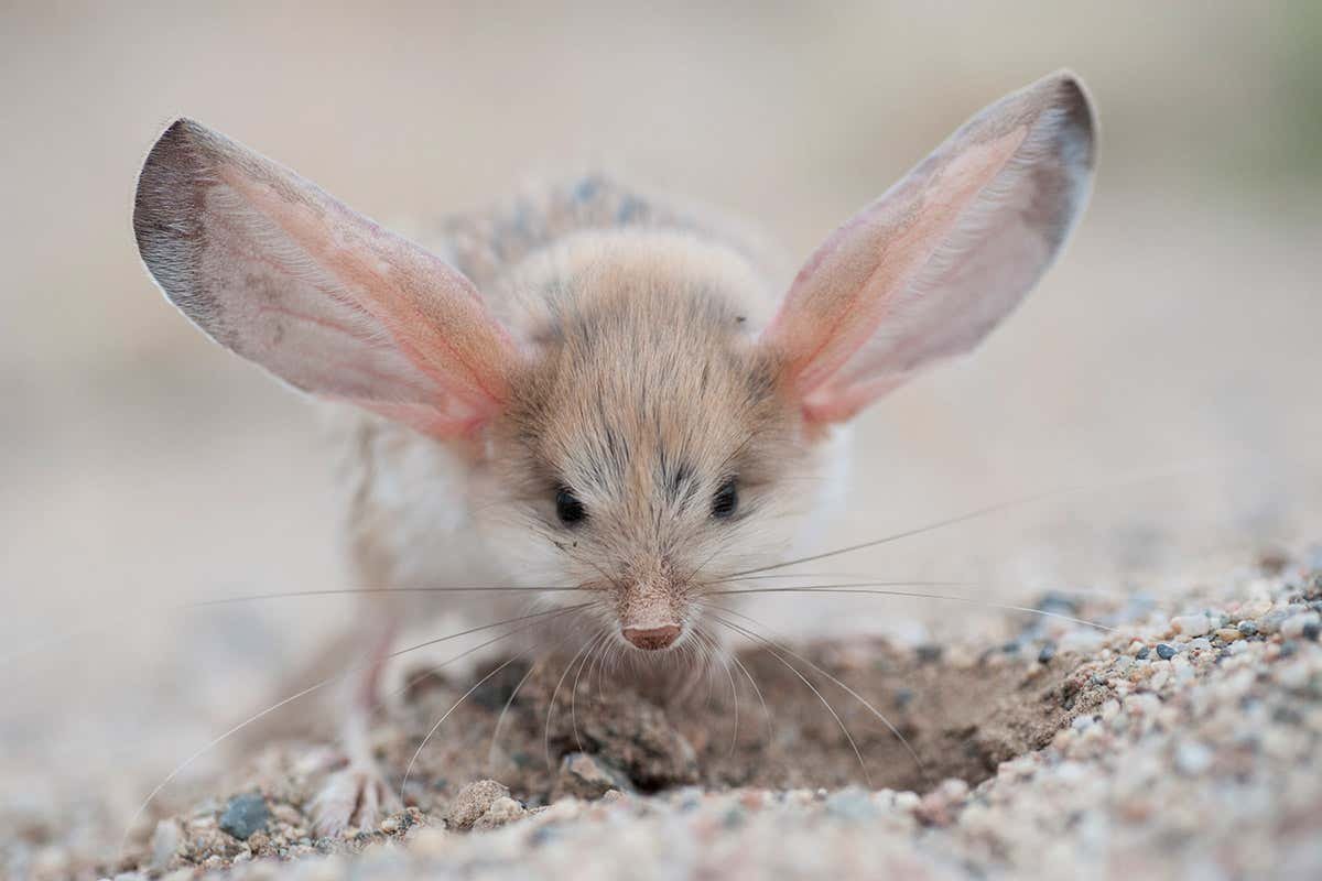 Great Jerboa Diet