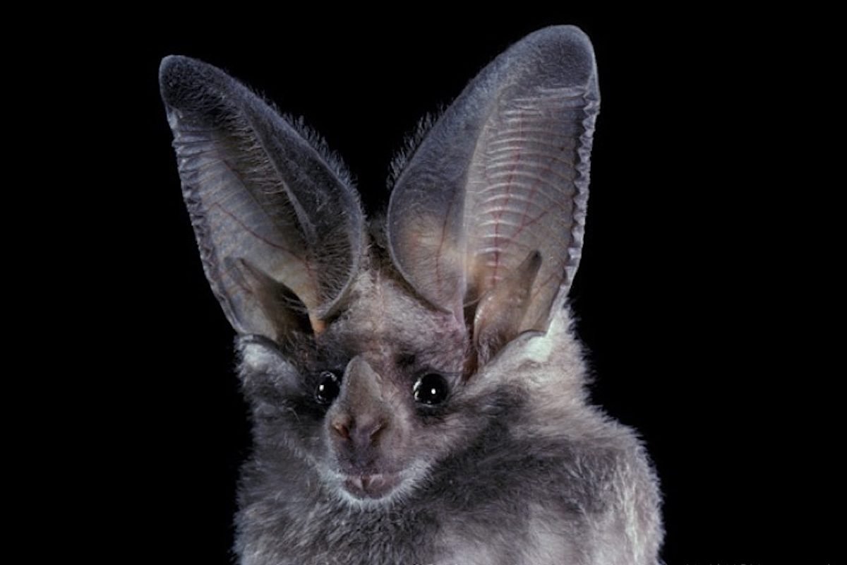 Большеухий кожан Гумбольдта