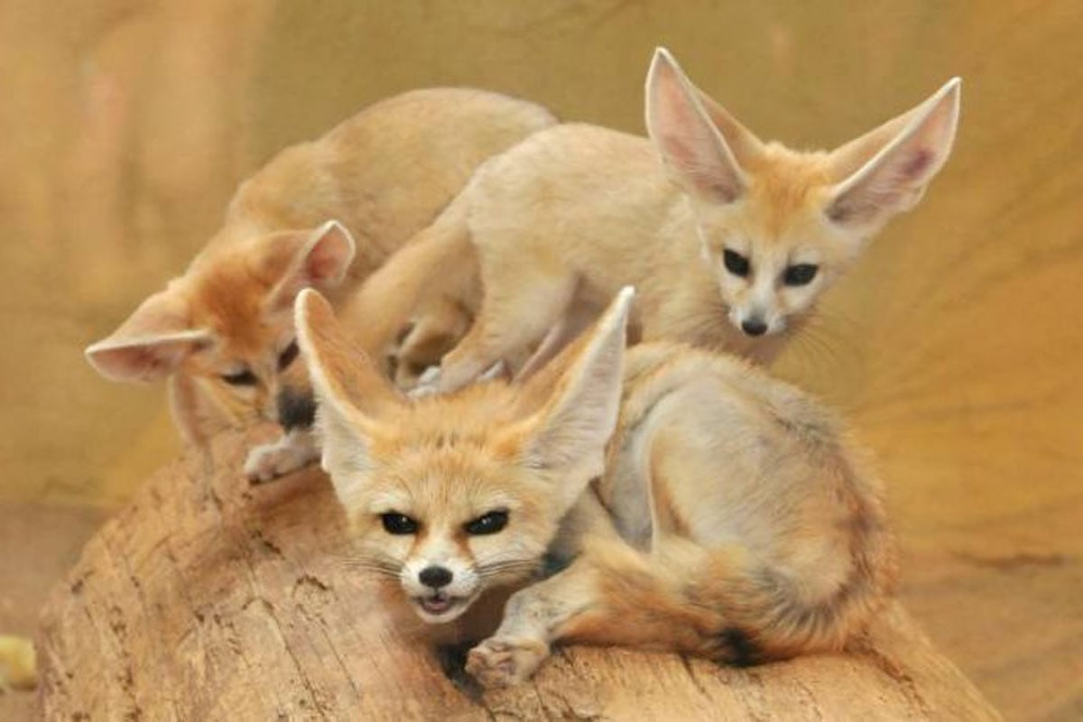 Фенек Степная лисица