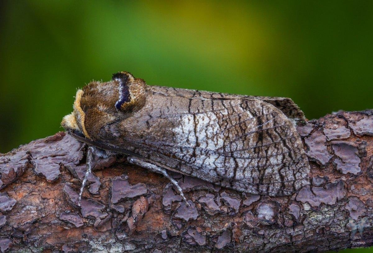Древоточец Буадюваля гусеница