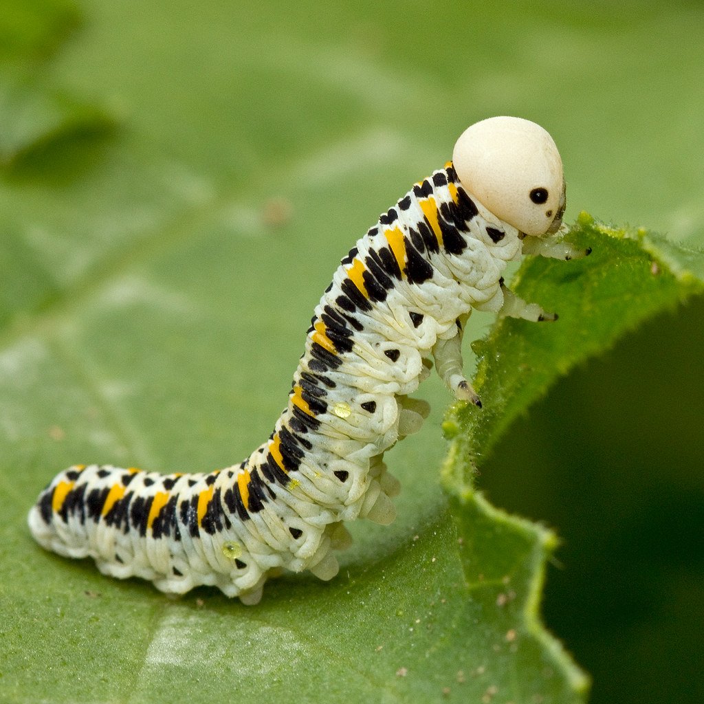 Swallowtail Caterpillar бабочка