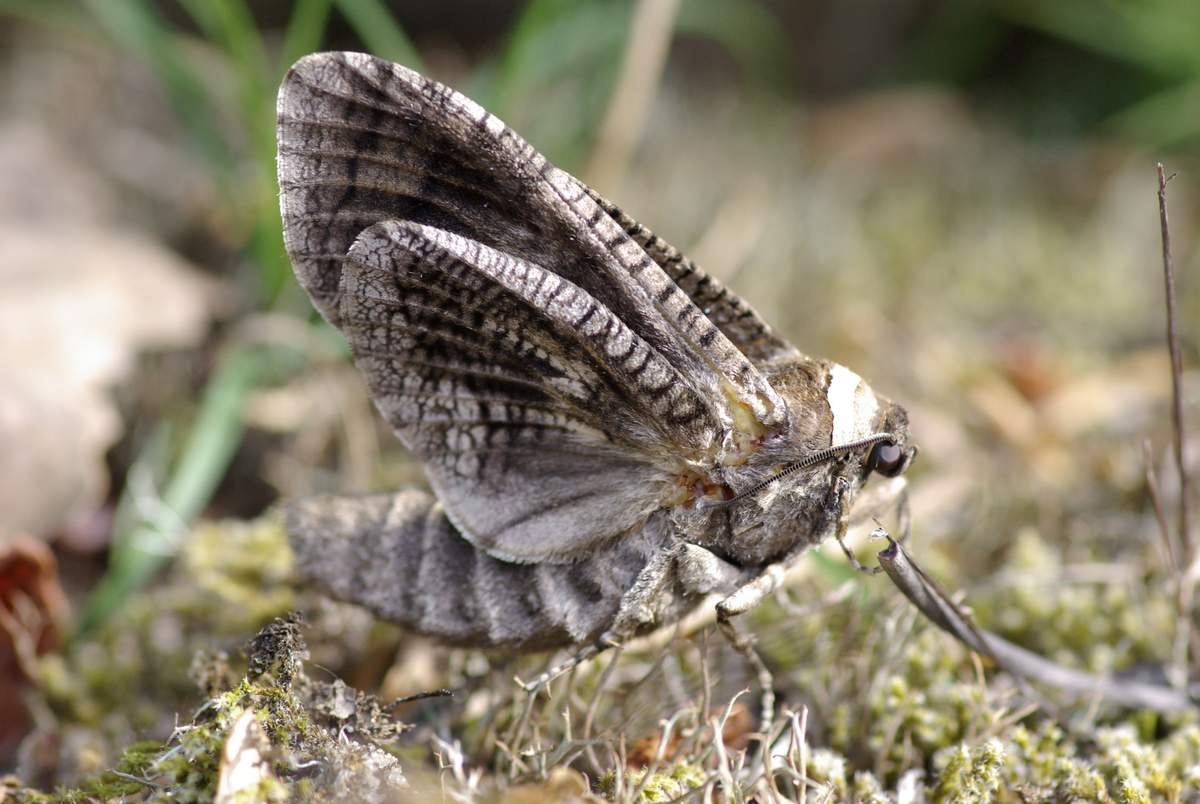 Древоточец пахучий бабочка