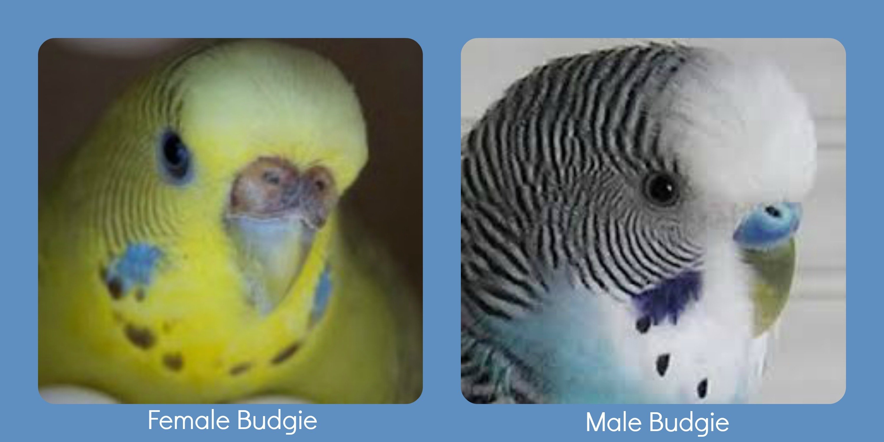 Как отличить волнистых попугаев самку. Отличить самку от самца волнистого попугая. Волнистый попугай отличие самца от самки. Пол попугая волнистого. Волнистые попугаи различие самки и самца.