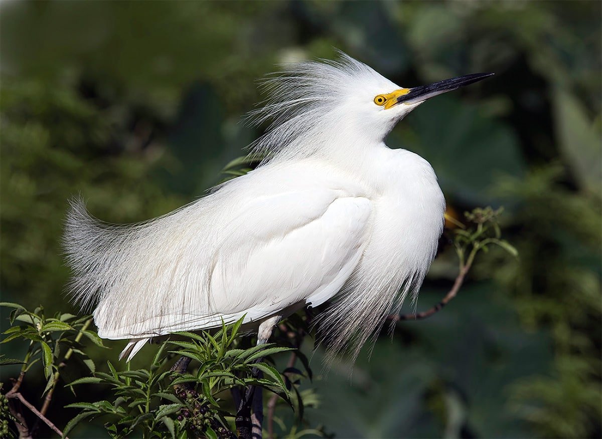 Белая американская цапля