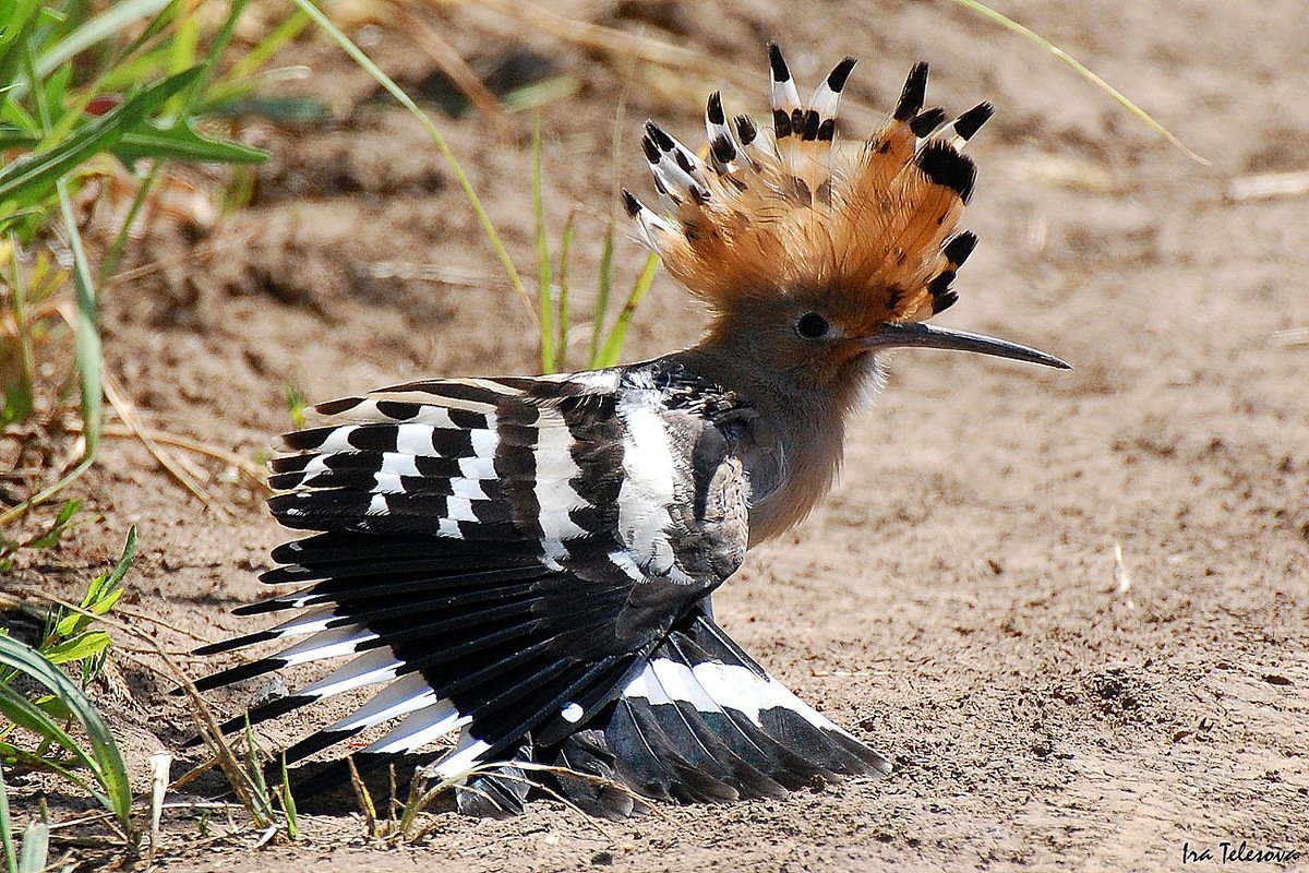 Свиристели зимой