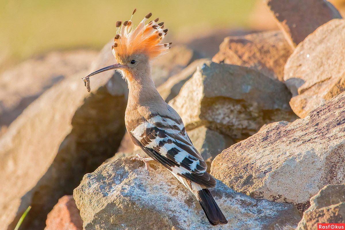 Мадагаскарский Удод
