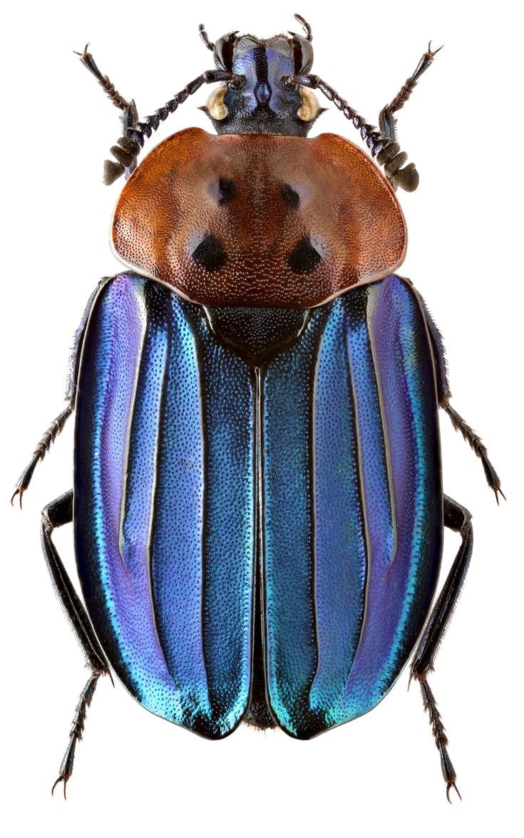 Голубой Майский Жук