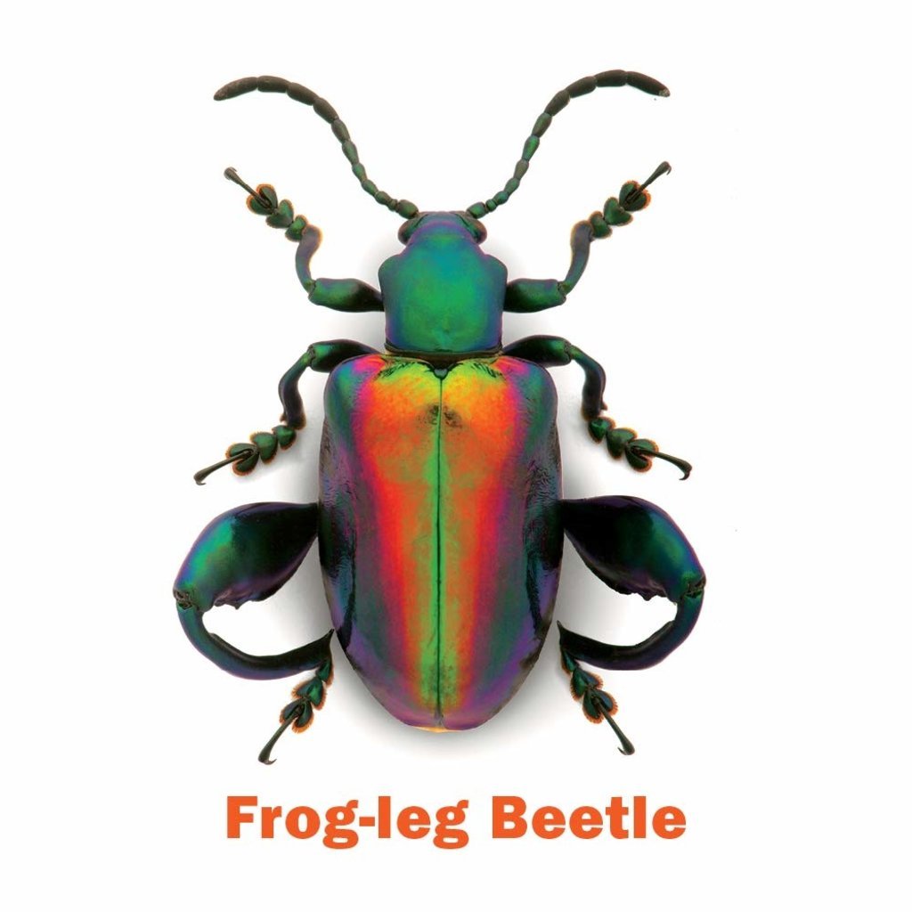 Филиппинский Жук