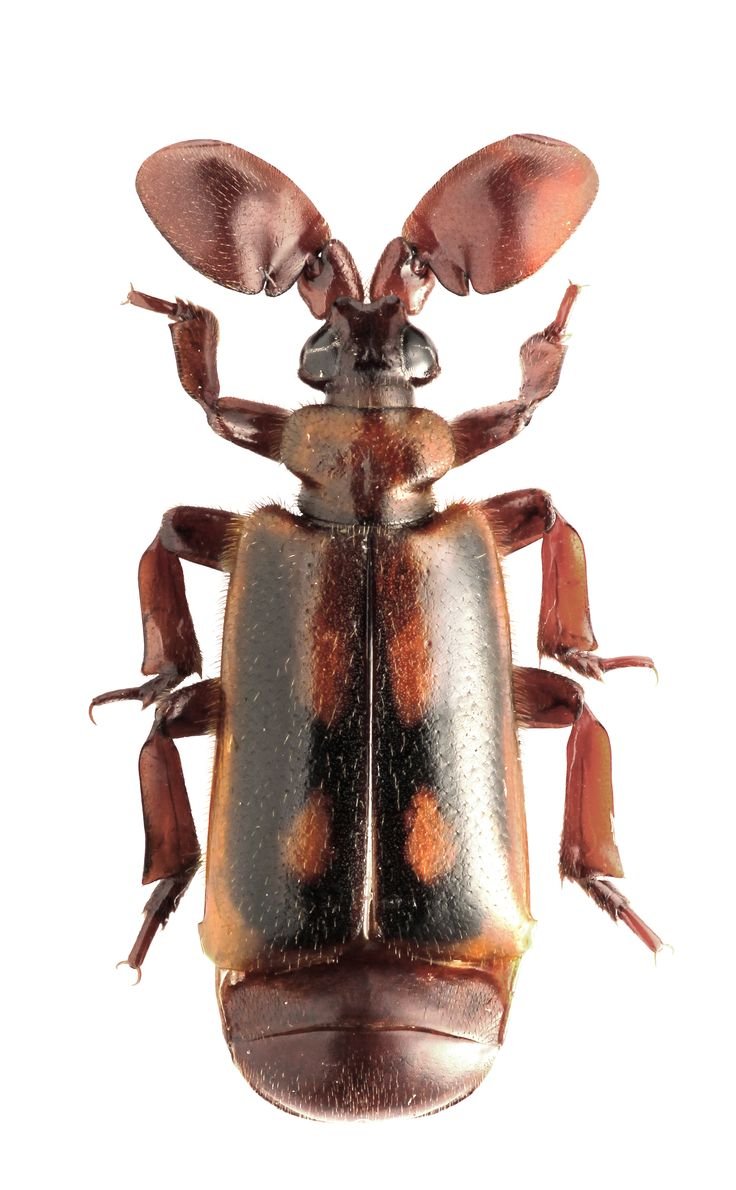 Жужелицы Пауссины