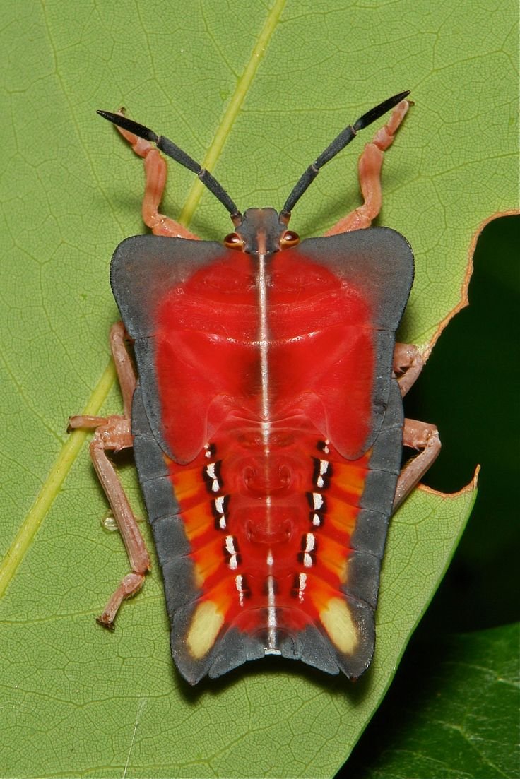 Тараканы и бабочки