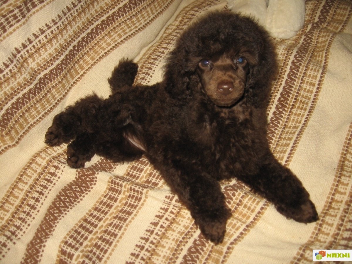 Малый пудель шоколадный