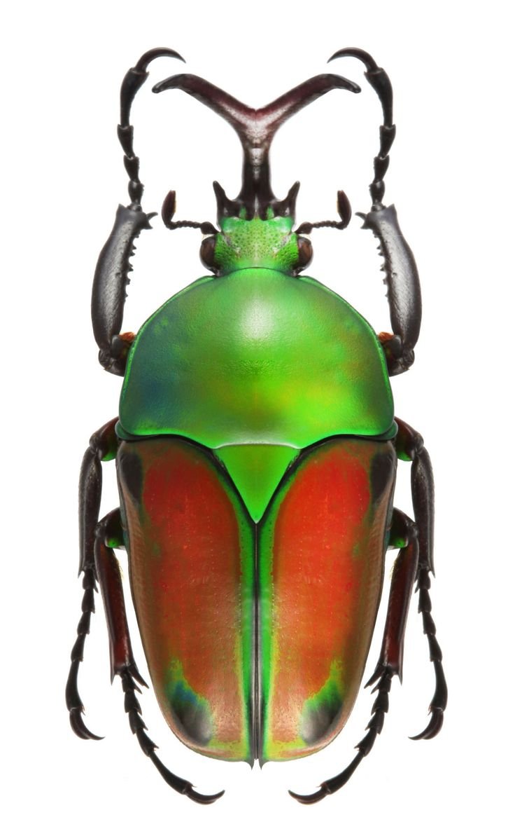 Eudicella Morgani Жук время лета