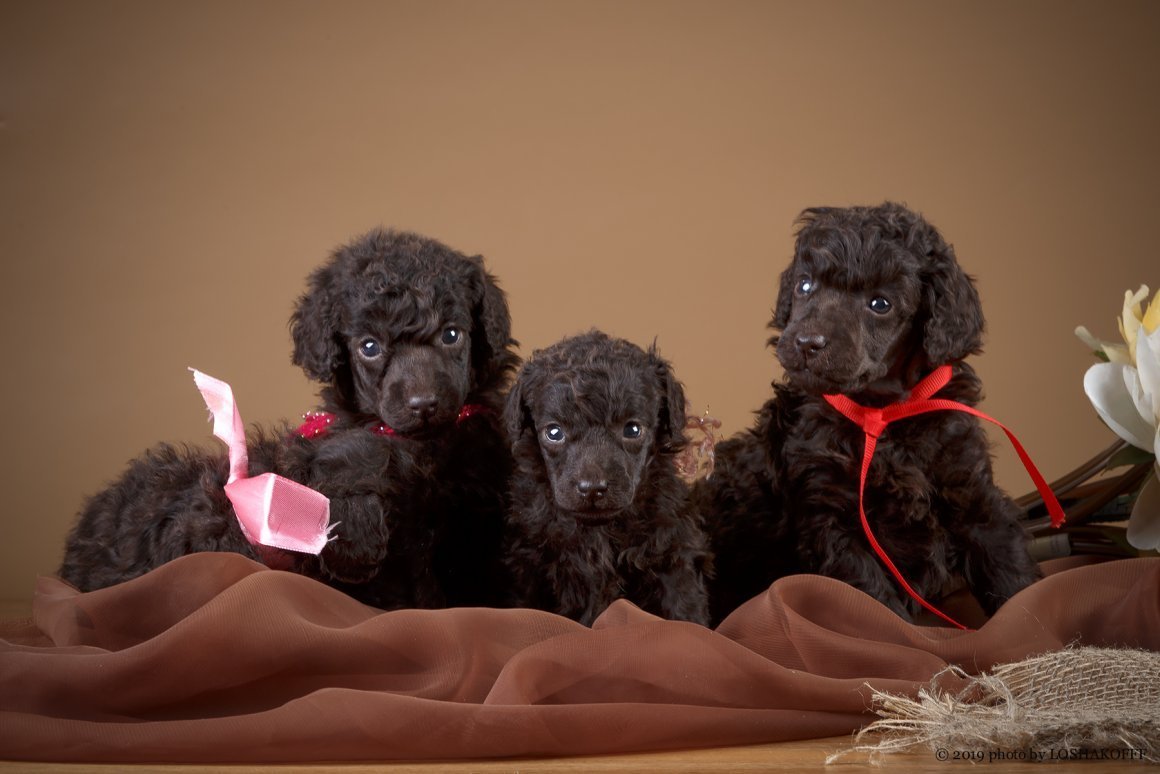 Той пудель шоколадный