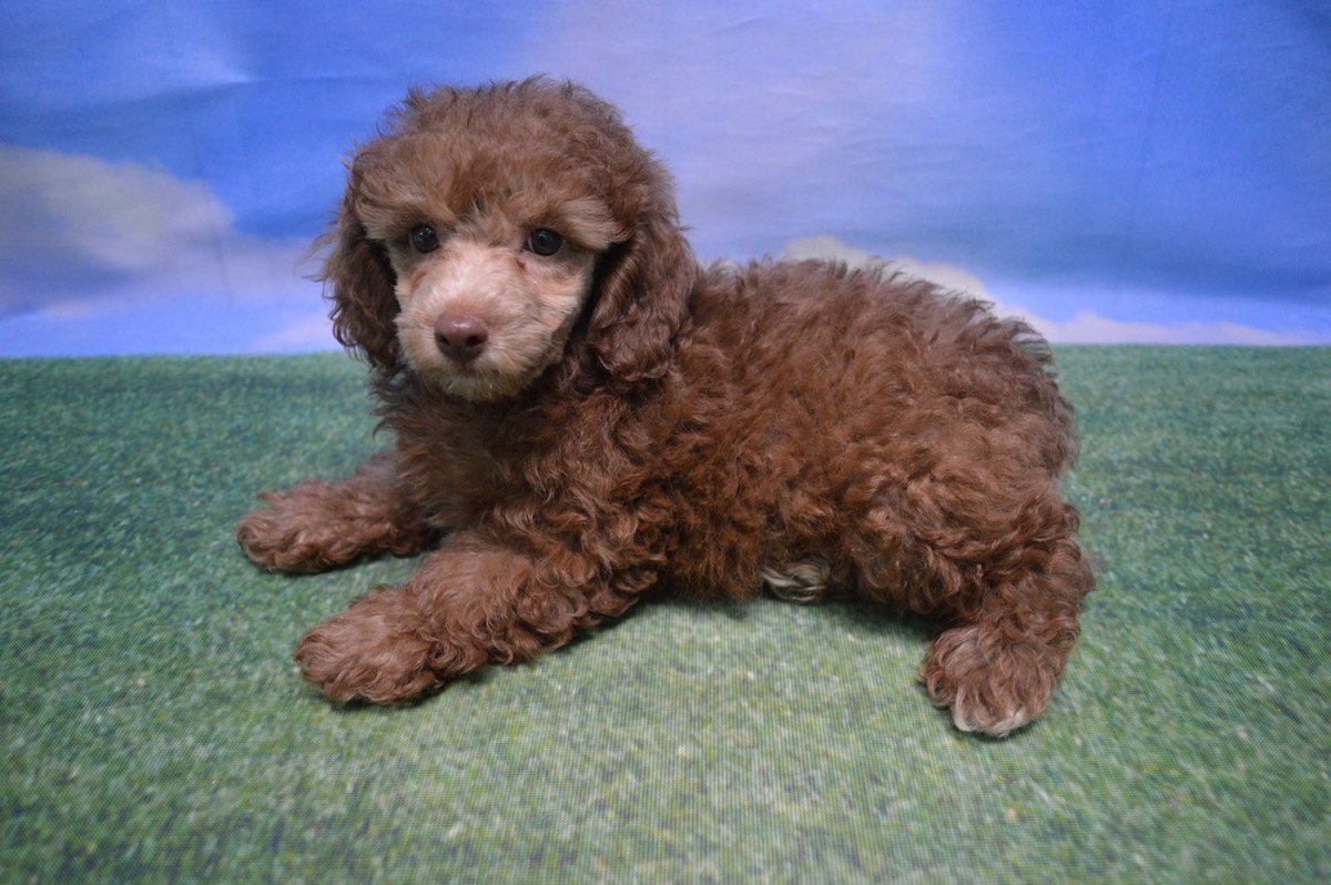 Карликовый пудель шоколадный