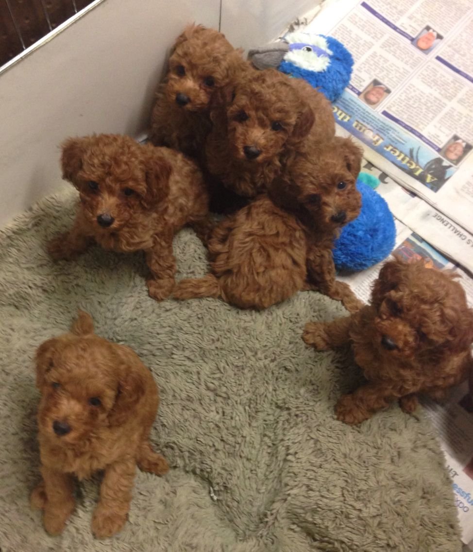 Карликовый пудель Тедди