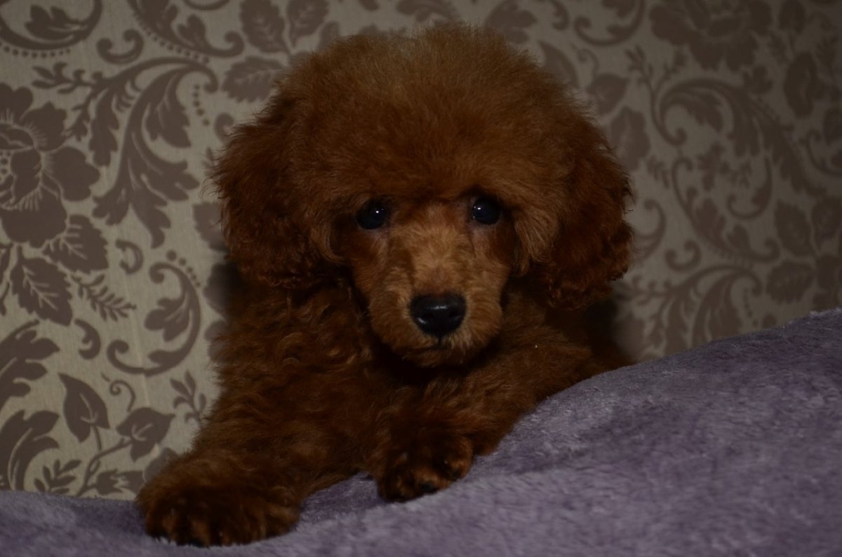 Карликовый пудель мальтипу