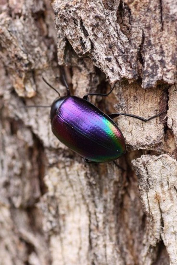 Жуки редкие в природе