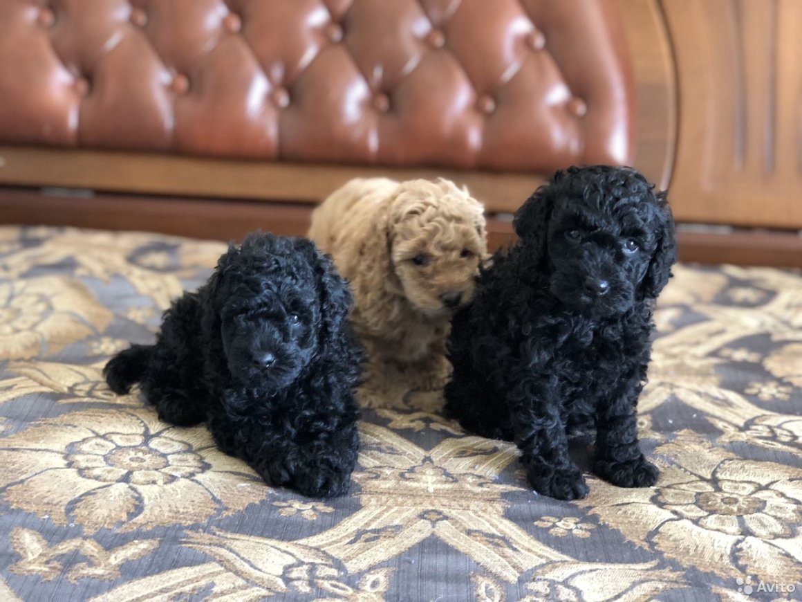 Французский пудель карликовый