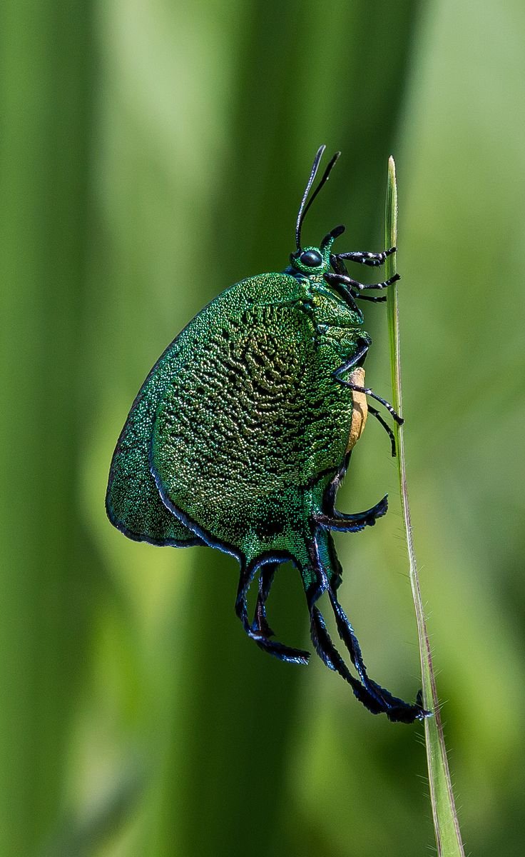 Редкие жуки