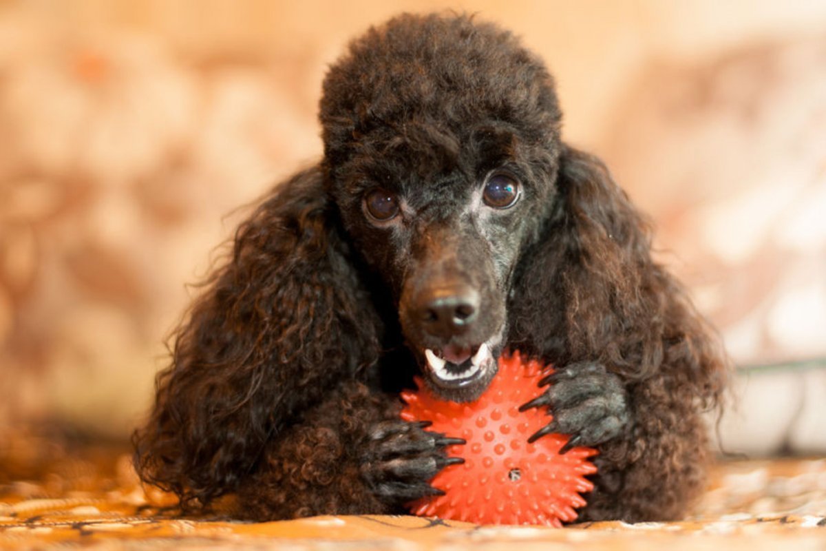 Карликовый пудель